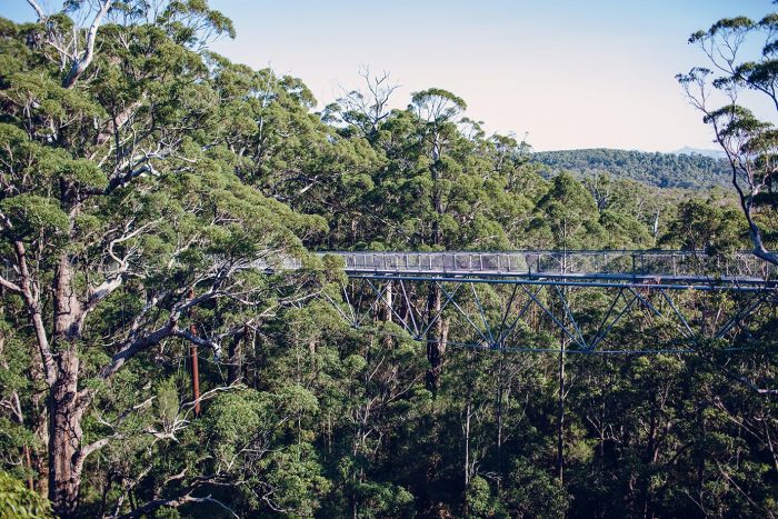 Valley of the Giants Treetop Walk, Denmark