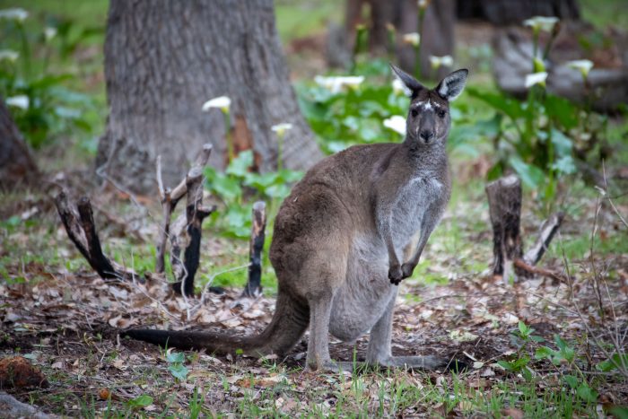 Kangaroos in rural Yallingup