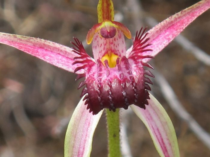 Spider orchid. Photograph supplied by Cape to Cape Explorer Tours
