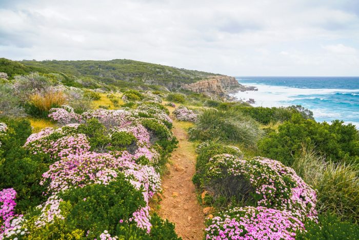 Wildflowers at Wilyabrup Cliffs, by Sean Blocksidge