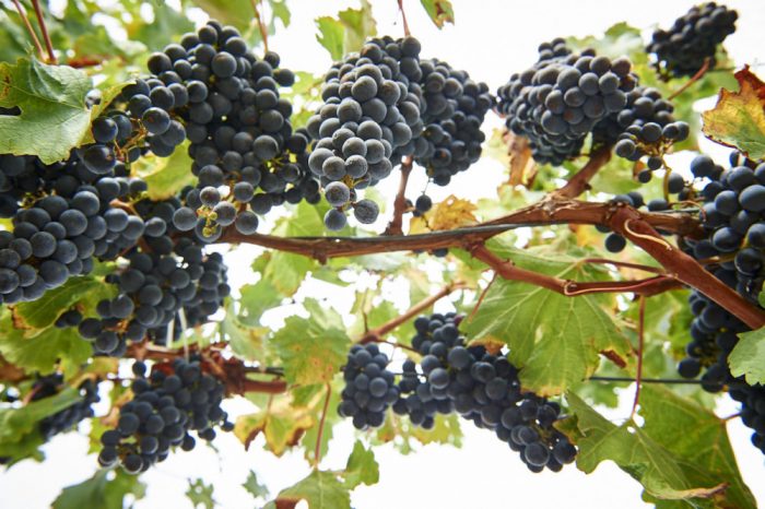 Cabernet Sauvignon vines at Moss Wood
