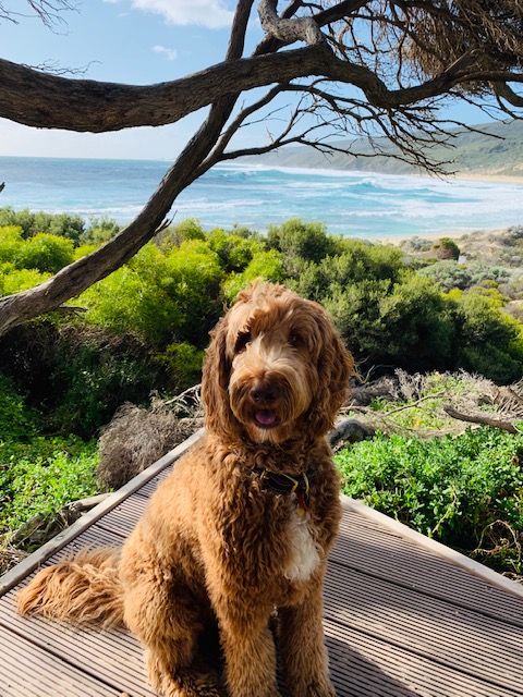 Alfie ready for a walkies along Yallingup Beach