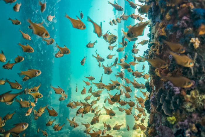 Under the Busselton Jetty