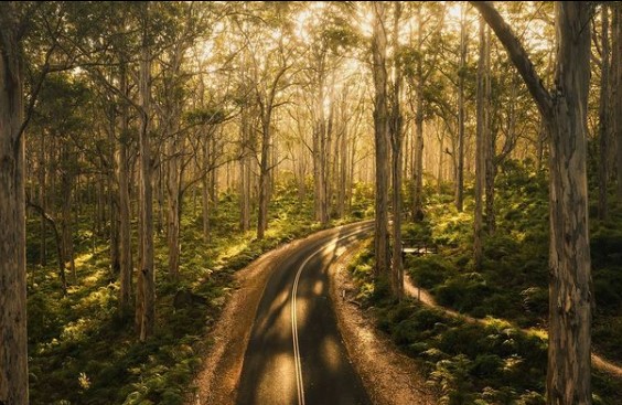 Boranup Forest @hamishstubbs