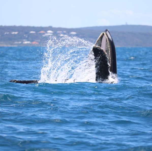 Jet Adventures captured this image near Point Picquet