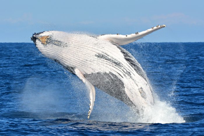 Whale Watch Western Australia.